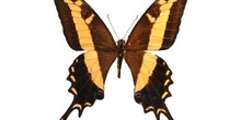 Papilio machanoides