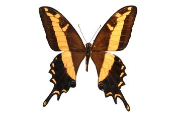 Papilio machanoides