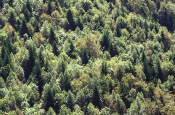 Abeto blanco - Bosque (Abies alba)