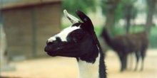 Llama (Lama glama)