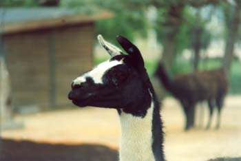 Llama (Lama glama)