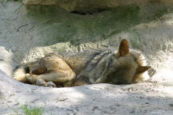 Lobo (Canis lupus)