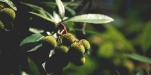 Madroño - Fruto (Arbutus unedo)