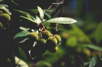 Madroño - Fruto (Arbutus unedo)