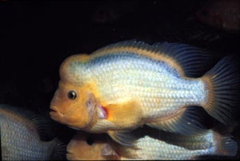 Cicido sudamericano (Cichlasoma citrinellum)