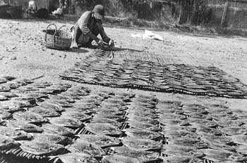 Secado de pescado, Indonesia