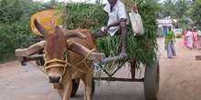 Carro tirado por un buey