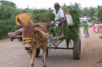 Carro tirado por un buey