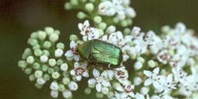 Escarabajo verde metálico (Cetonia carthami)
