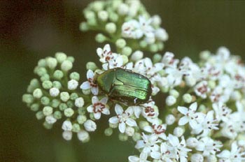 Escarabajo verde metálico (Cetonia carthami)