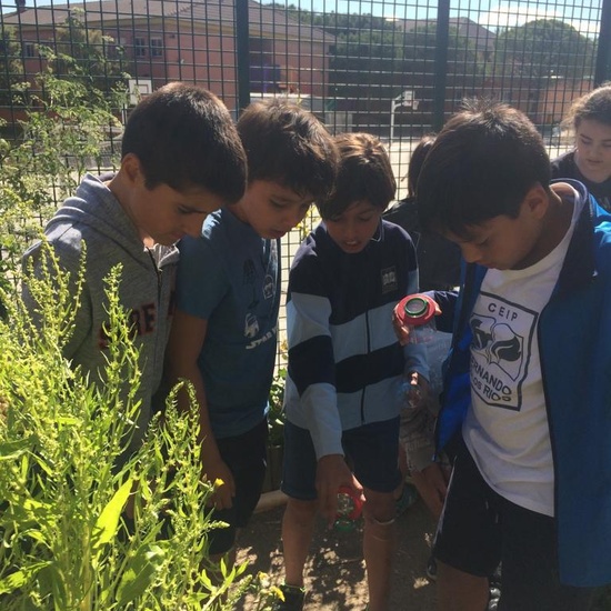 2019_06_11_4º observa insectos en el huerto_CEIP FDLR_Las Rozas 28