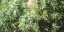 Enebro común (Juniperus communis)