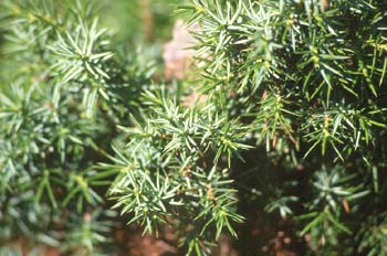 Enebro común (Juniperus communis)