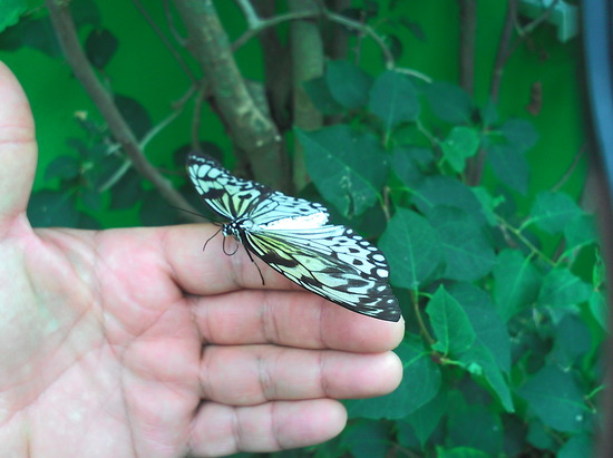 MARIPOSA EN MANO
