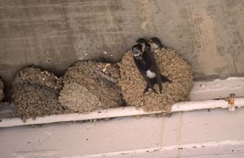 Avión común (Delichon urbica)