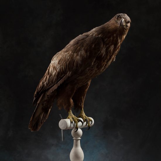 IES_SANISIDRO_MUSEO_Aves_171