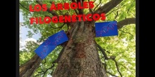 SECUNDARIA 4º	BIOLOGÍA Y GEOLOGÍA	LOS ÁRBOLES FILOGENÉTICOS