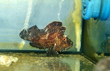 Antenario (Antenarius sp.)