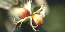 Avellano - Fruto (Corylus avellana)