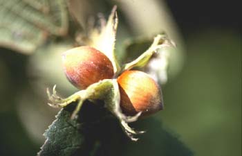 Avellano - Fruto (Corylus avellana)