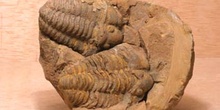 Calymene tristani (Trilobites) Ordovícico