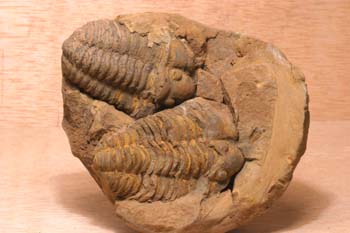 Calymene tristani (Trilobites) Ordovícico