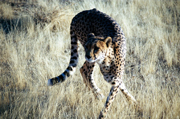 Contorsión del guepardo, Mamibia