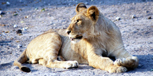 Cachorro de León de perfil, Botswana