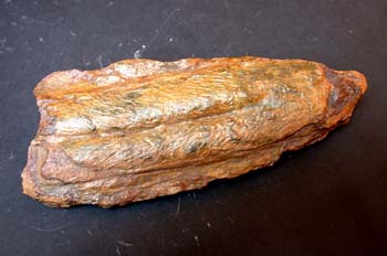 Cruziana sp. (Huella) Ordovícico