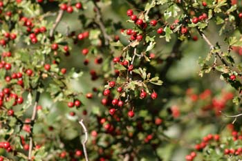 Espino majuelo - Fruto (Crataegus monogyna)