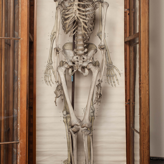 IES_CARDENALCISNEROS_ANATOMIA_MODELOS_129