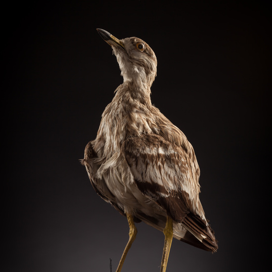 IES_CERVANTES_BIOLOGIA_027