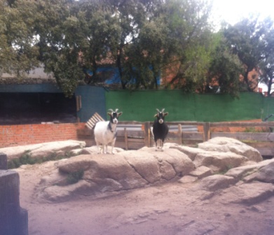 2017_03_LOS PULPOS Y LA GRANJA ESCUELA 10