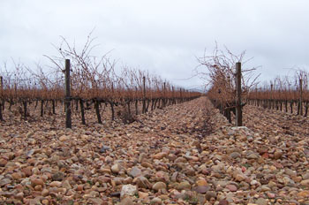 Viñedo en invierno, Segovia