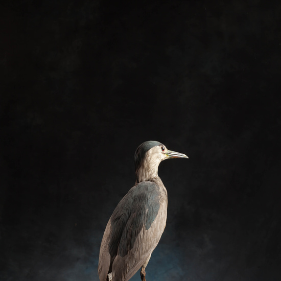 IES_SANISIDRO_MUSEO_Aves_150