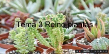 Tema 3 Reino plantas (funciones vitales e importancia)