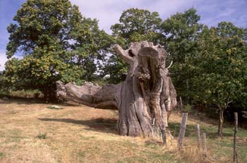 Castaño - Porte (Castanea sativa)