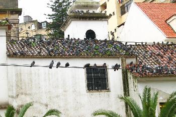 Techo con palomas, Mouraria, Lisboa, Portugal