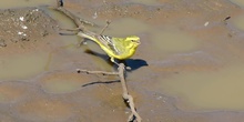 Canario de vientre amarillo Serinus flaviventris (Swainson, 1832) (
