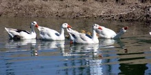 Patos en el Río Cigüela, Ciudad Real, Castilla-La Mancha