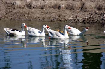 Patos en el Río Cigüela, Ciudad Real, Castilla-La Mancha