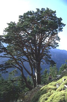 árbol en Valle de Ordesa