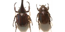 Xylotrupes gideon (Asia)