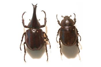 Xylotrupes gideon (Asia)