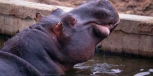 Hipopótamo