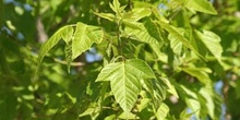 Arce negundo - Hoja (Acer negundo)