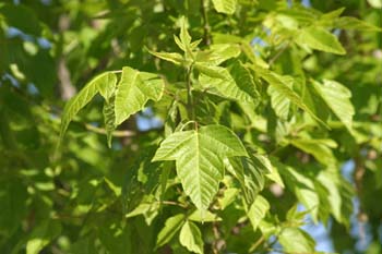 Arce negundo - Hoja (Acer negundo)