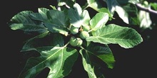 Higuera - Hojas (Ficus carica)
