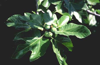 Higuera - Hojas (Ficus carica)