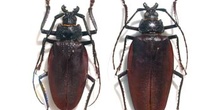 Ctenostelis coeus (Argentina)